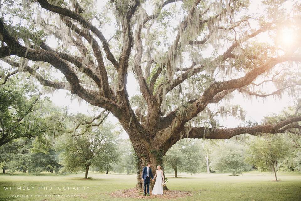 Oak Tree Portrait