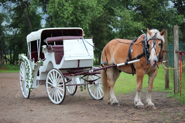 Horse and Carriage