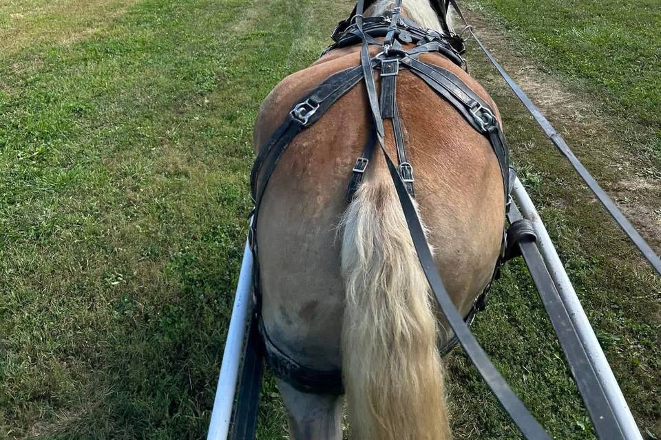 Carriage Horse