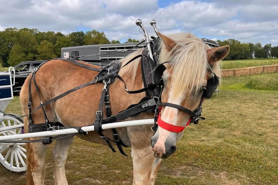 Carriage Horse