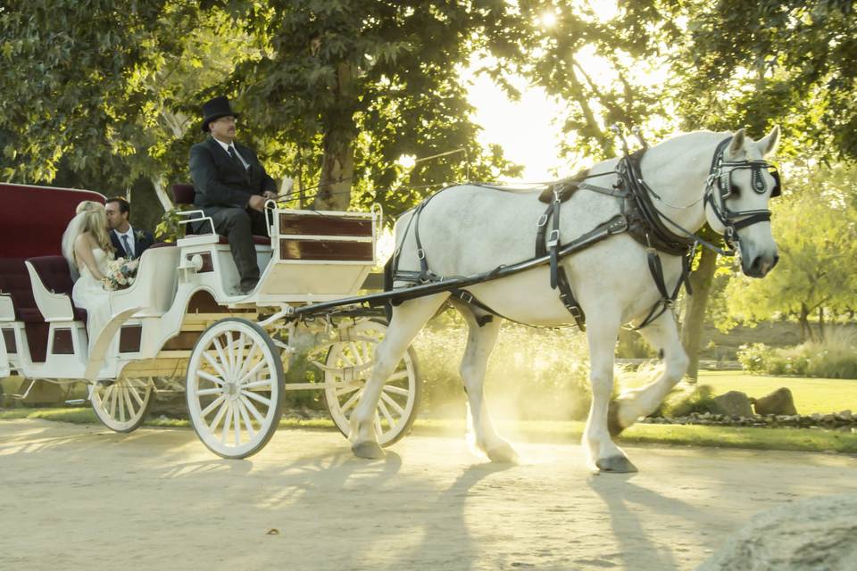 Olympus Carriages