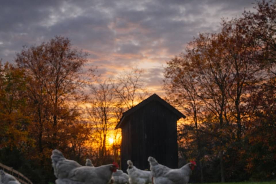 Friendly farm animals