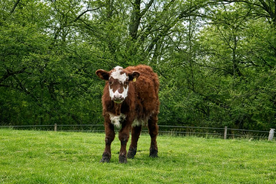 Farm animals