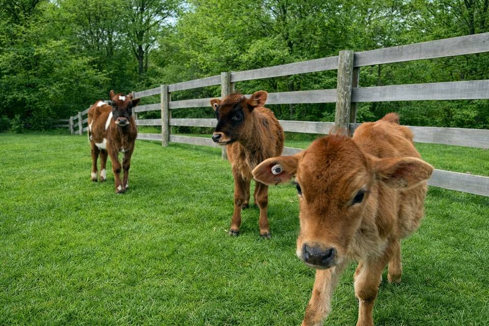 Cute cuddly calves