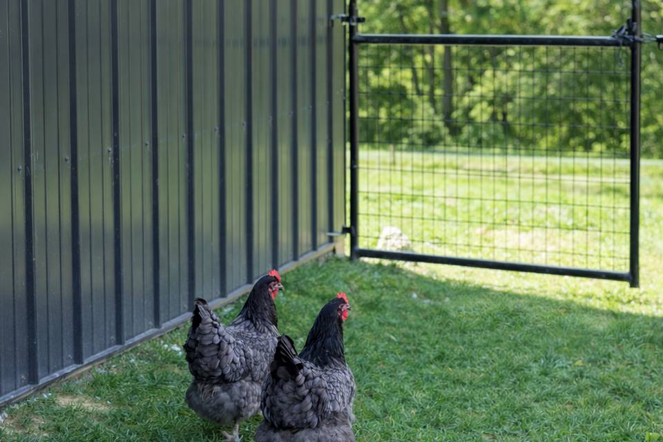 Chickens on the farm
