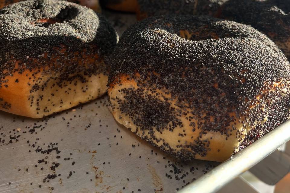 The Bagel Hound Cafe