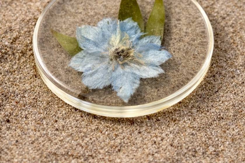 Preserved bouquet coaster