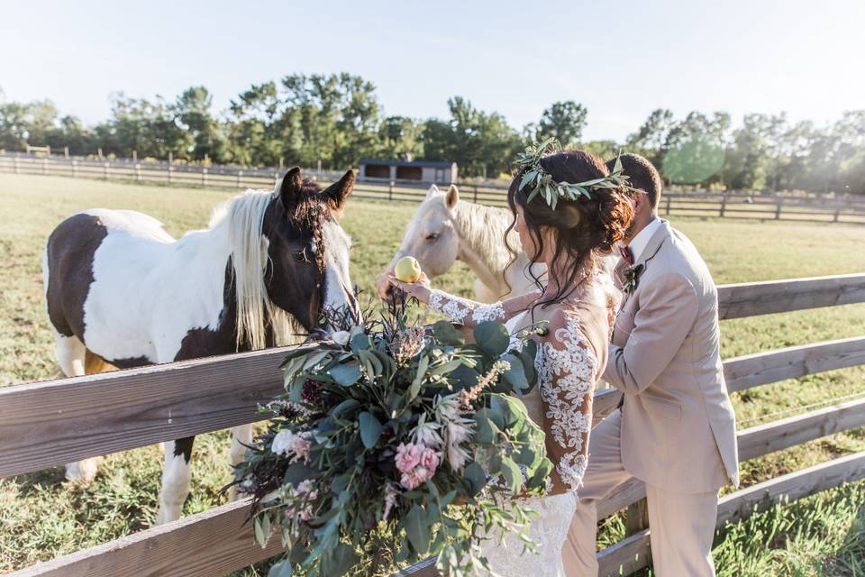 Horse feeding