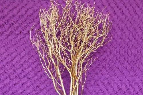 Gold Manzanita Tree
Item: TFM-CD207