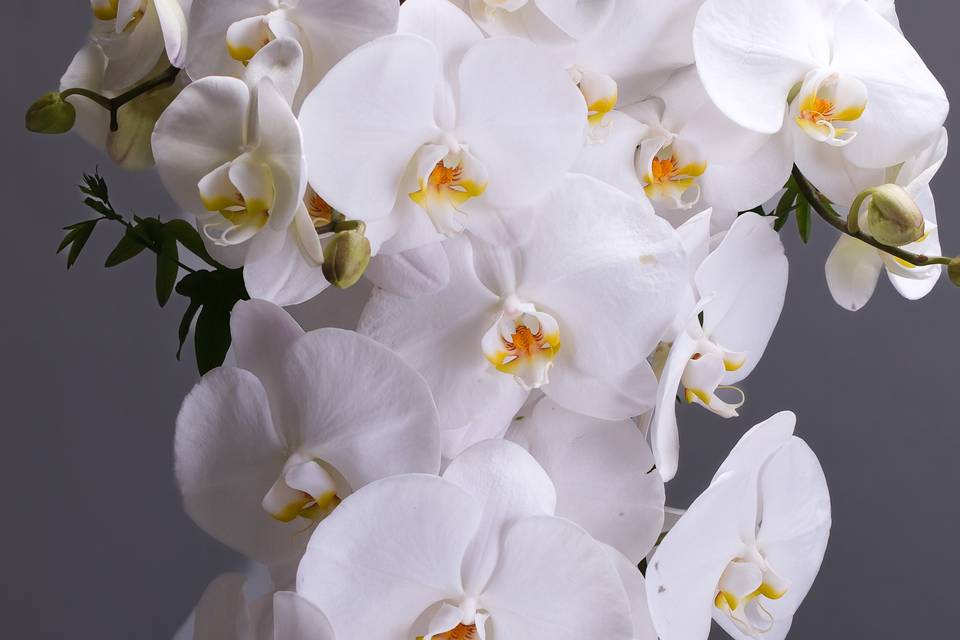 Orchids cascading Bouquet