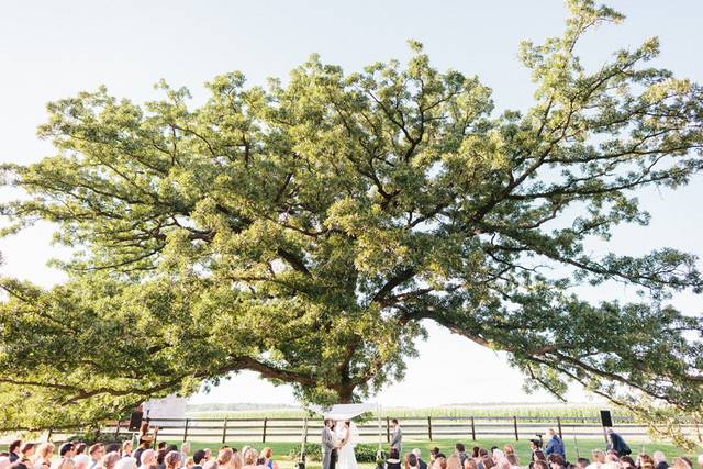 Cherry Blossom Events