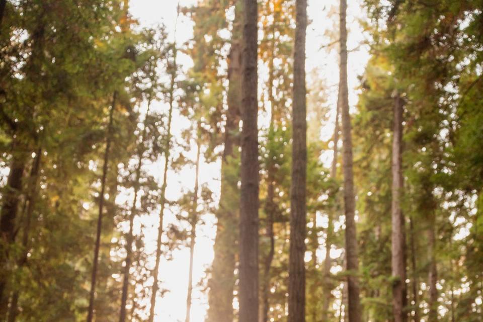 Elopement in the Redwoods