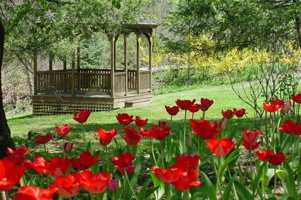 Spring tulips and forsythiaSpringwood Manor