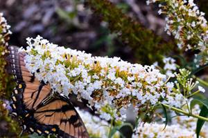 Butterflies and butterfly bushes - summer at The Villa at Springwood