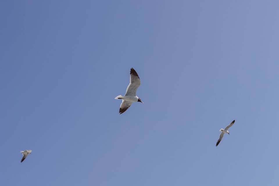 Deborah Zoe Photography