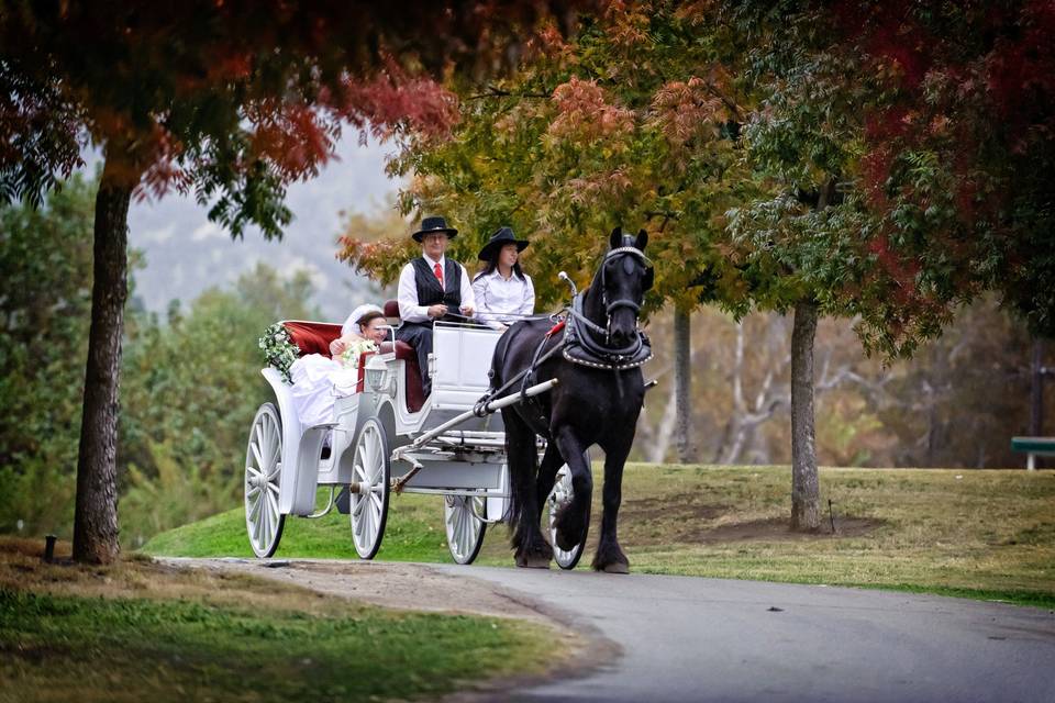 Horse-drawn Carriage