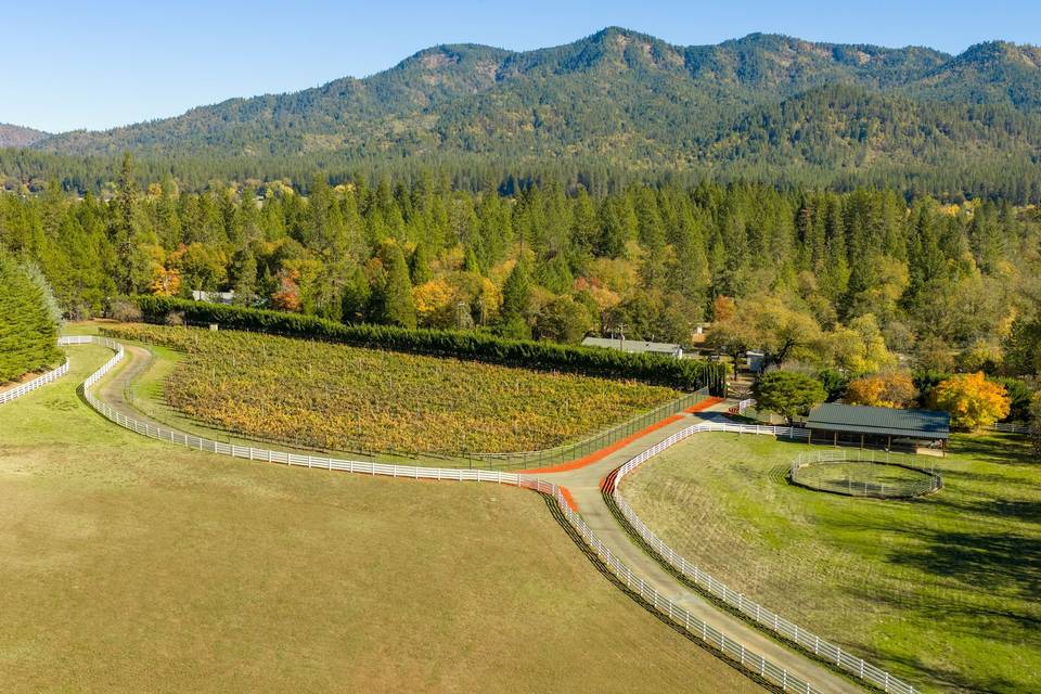 Vineyard
