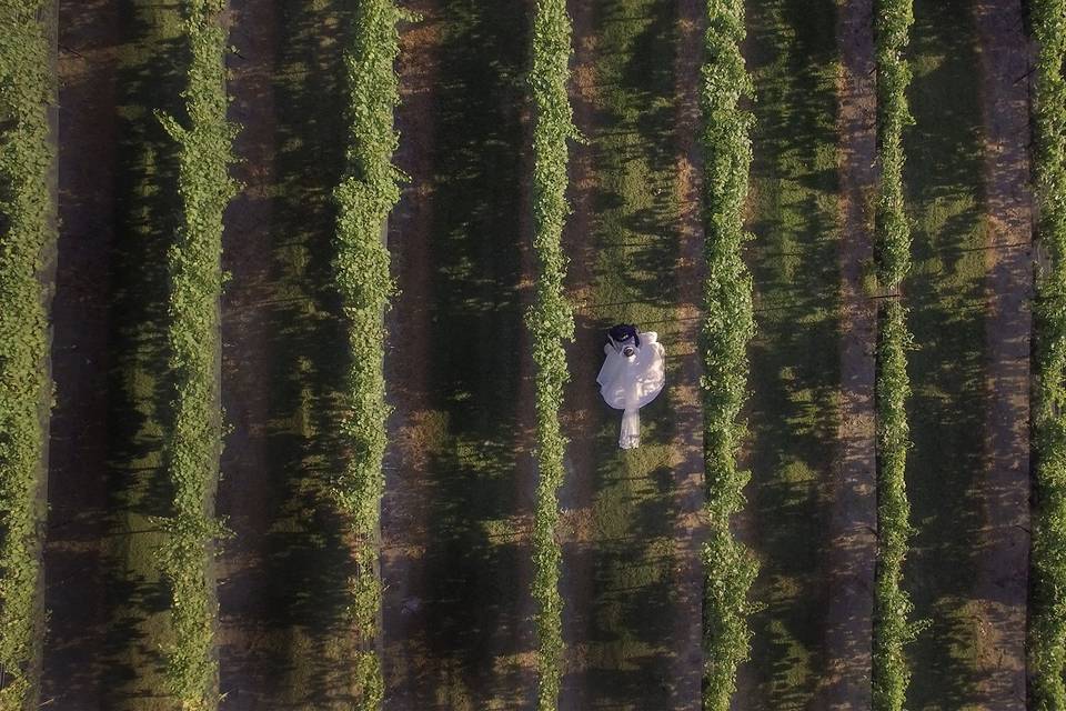 Aerial first look in a vineyard.