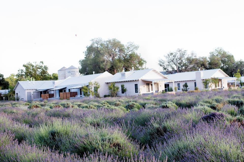 Lavender fields