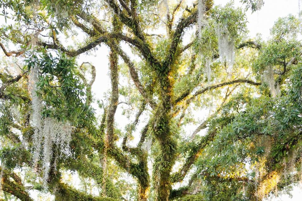 Pin Oak Venue