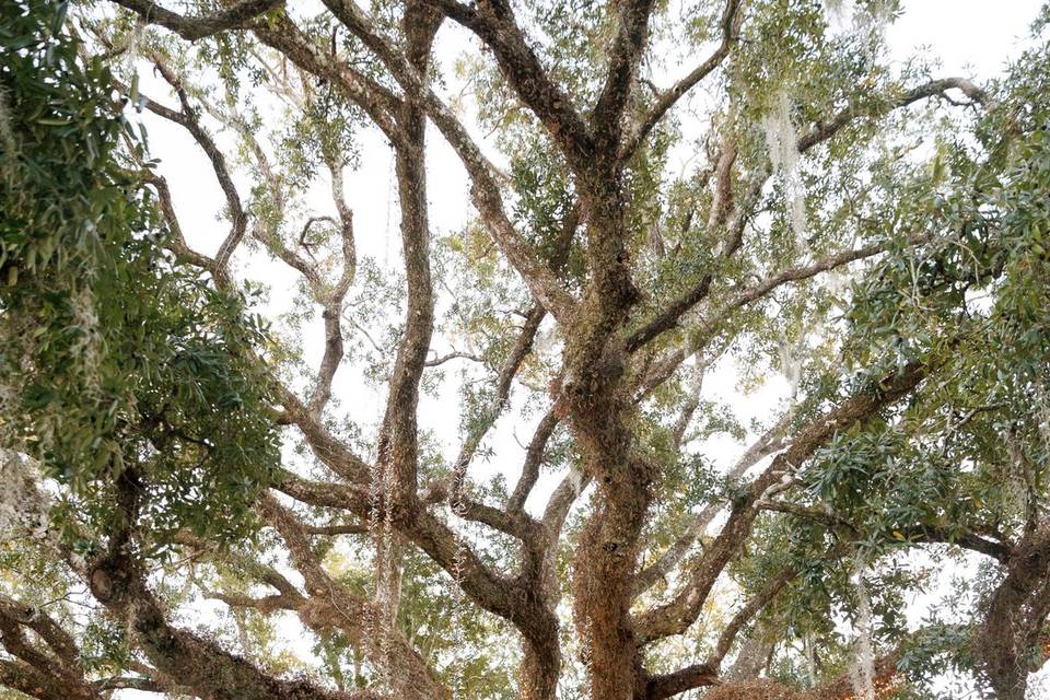 Pin Oak Venue