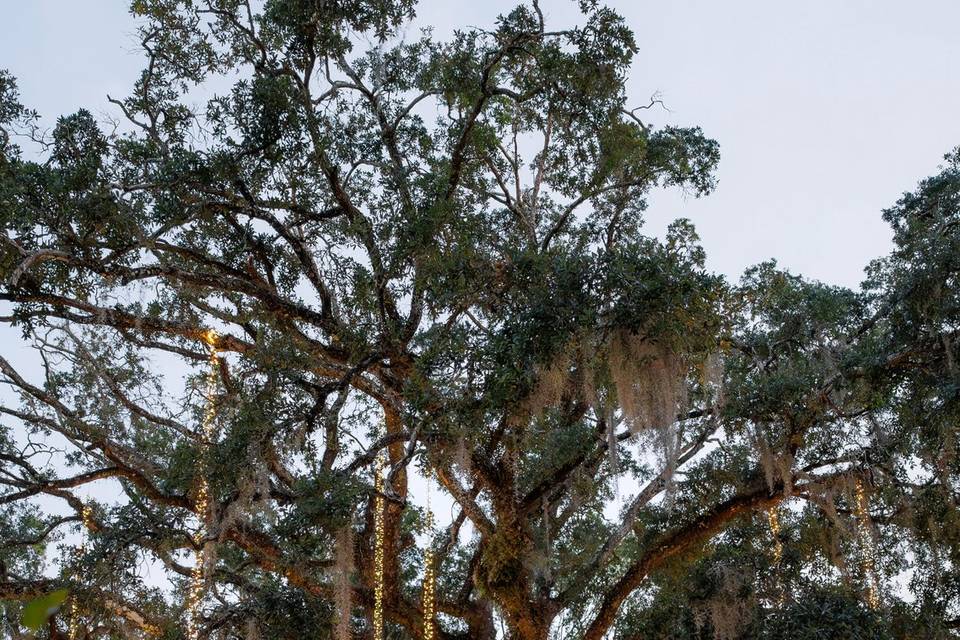 Pin Oak Venue Ceremony Gardens