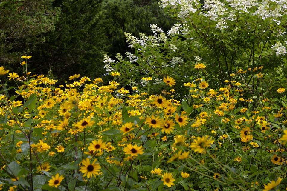 Sunflowers