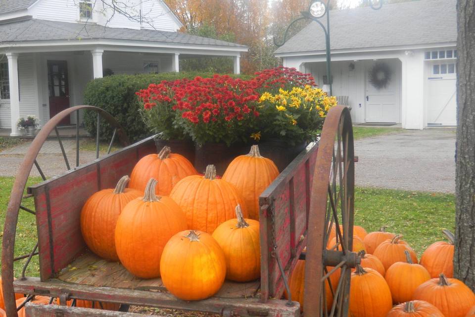 From our pumpkin patch