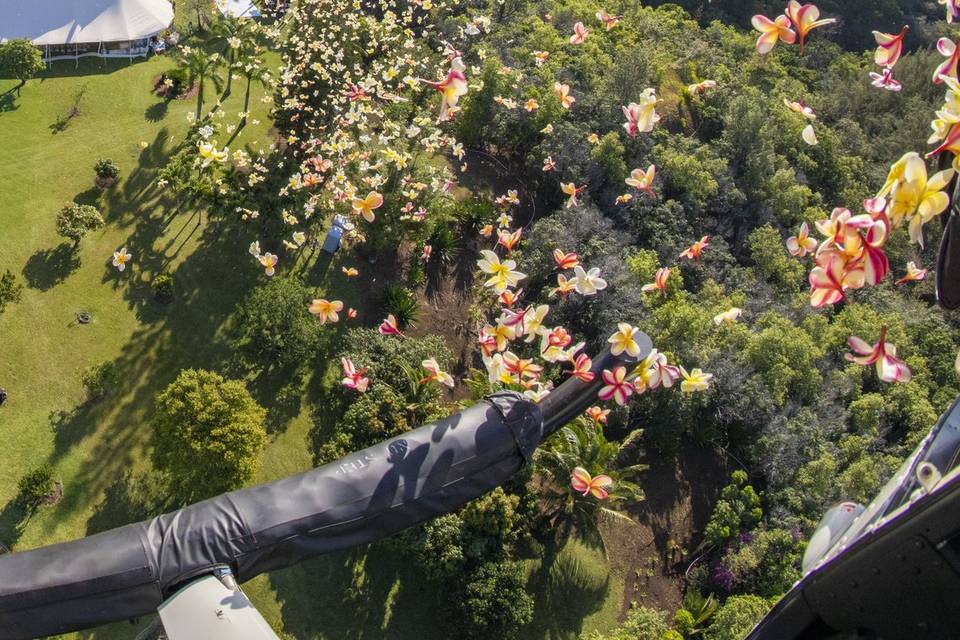 Flower Shower