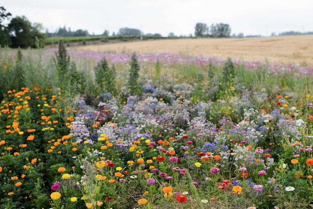 Wooden Shoe Tulip Farm - Barn & Farm Weddings - Woodburn, OR - WeddingWire