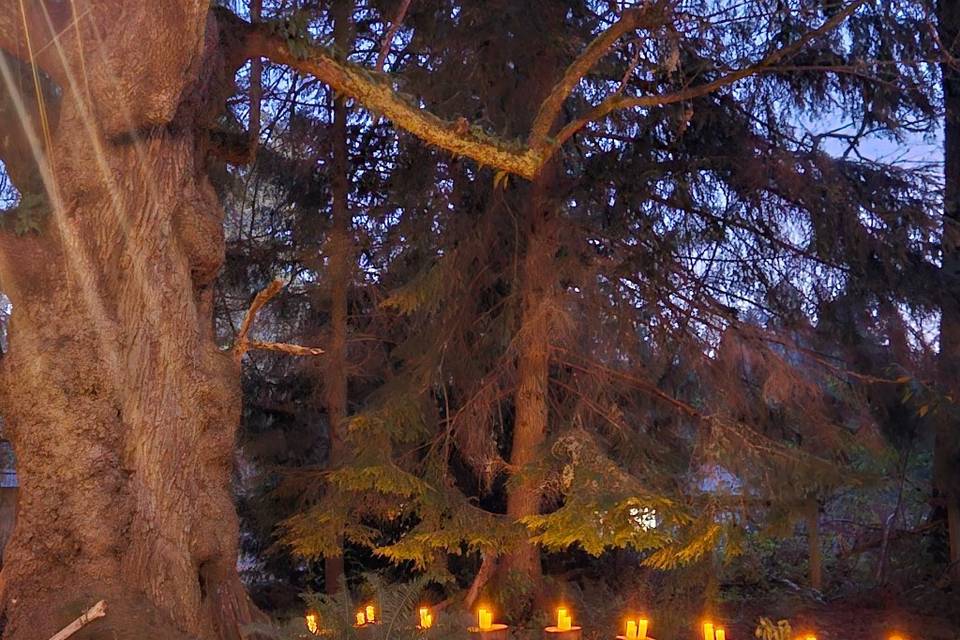 Oak tree