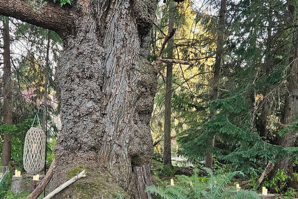 Oak tree