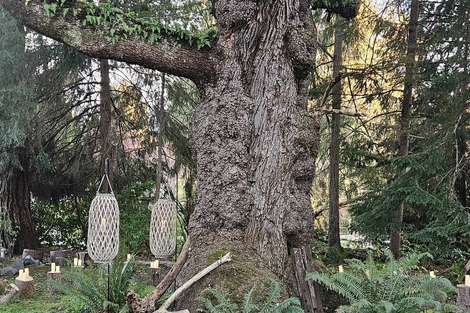 Oak tree