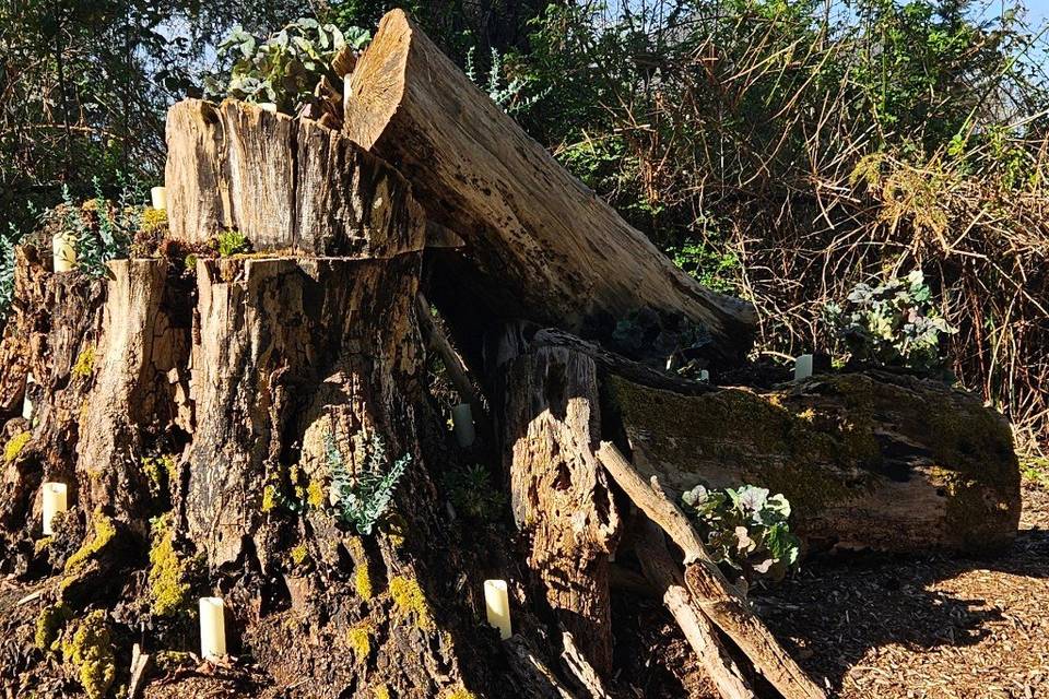 Log coming to life