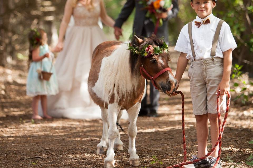 Wedding Party with Mini Horse
