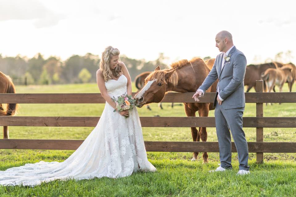 Horse eating the bouquet