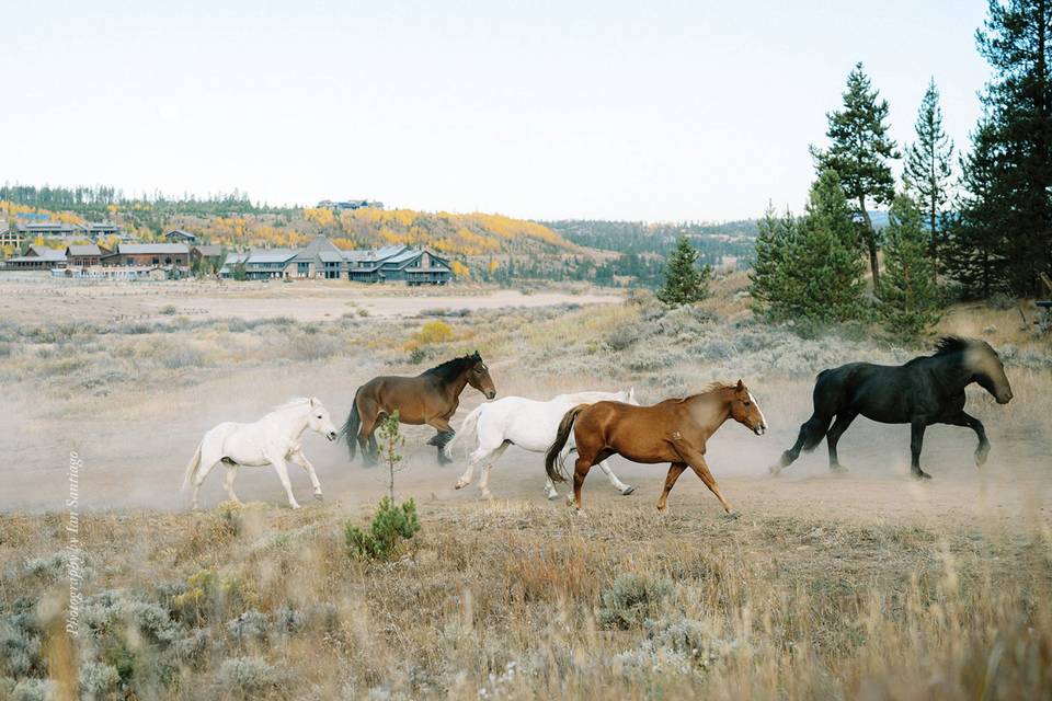 Devil's Thumb Ranch Wedding