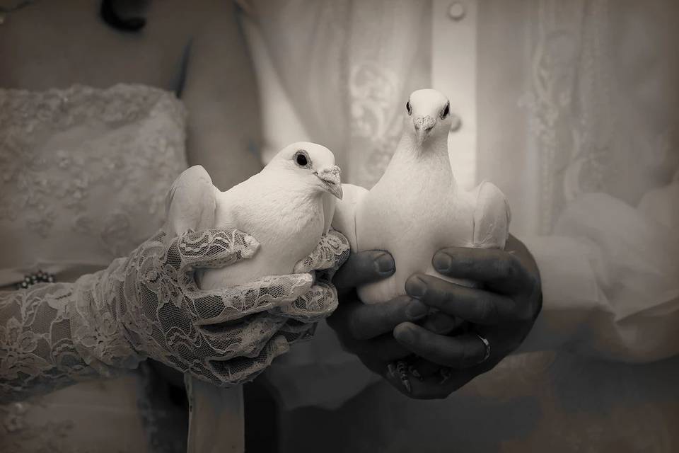 Wedding doves
