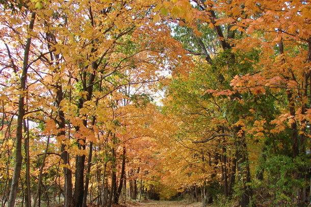 Whitetail Country Estates