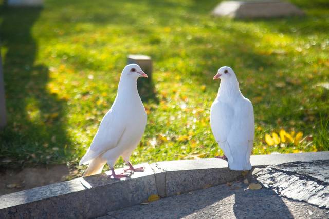 Dove Weddings