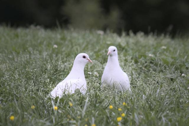 Dove Weddings