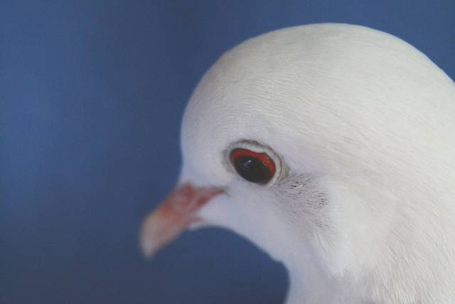Dove Weddings