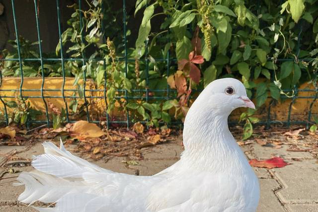 Dove Weddings