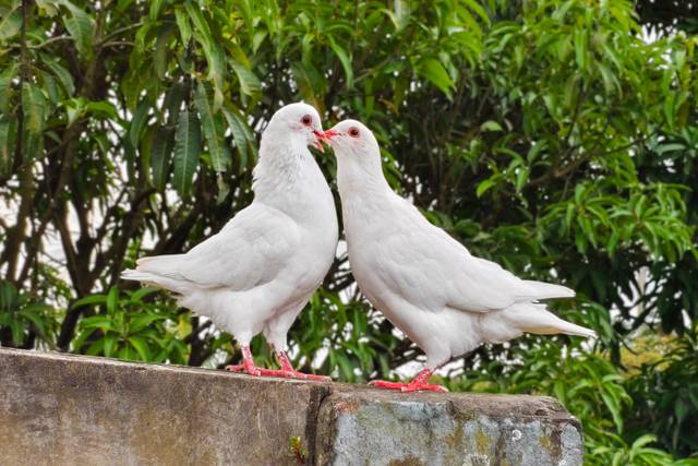 Dove Weddings