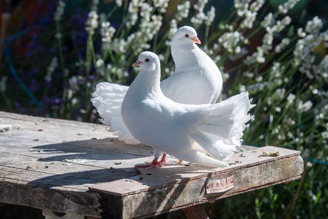 Dove Weddings