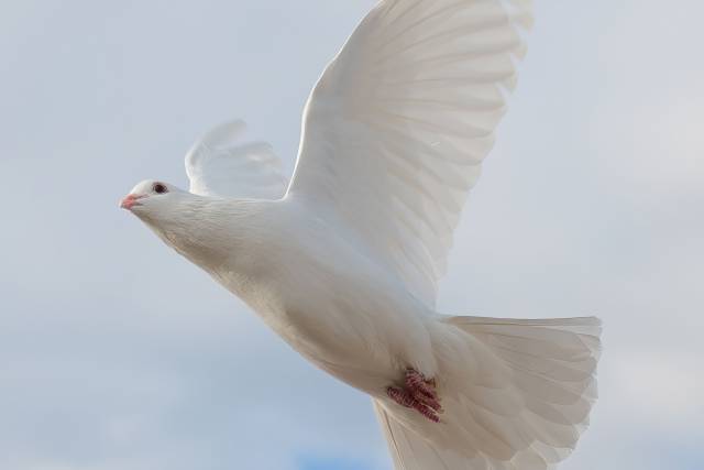 Heavenly Wings White Dove Services LLC
