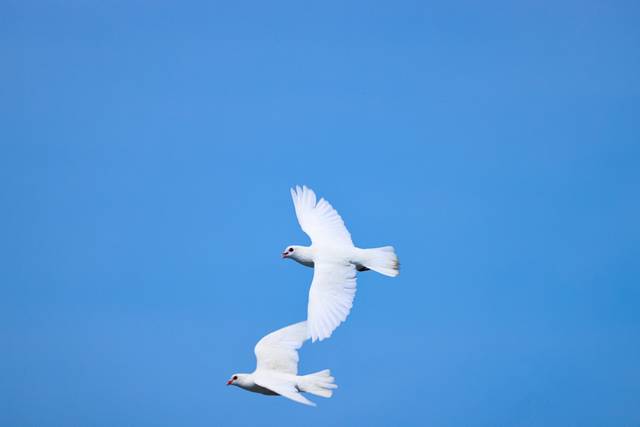 Dove Weddings
