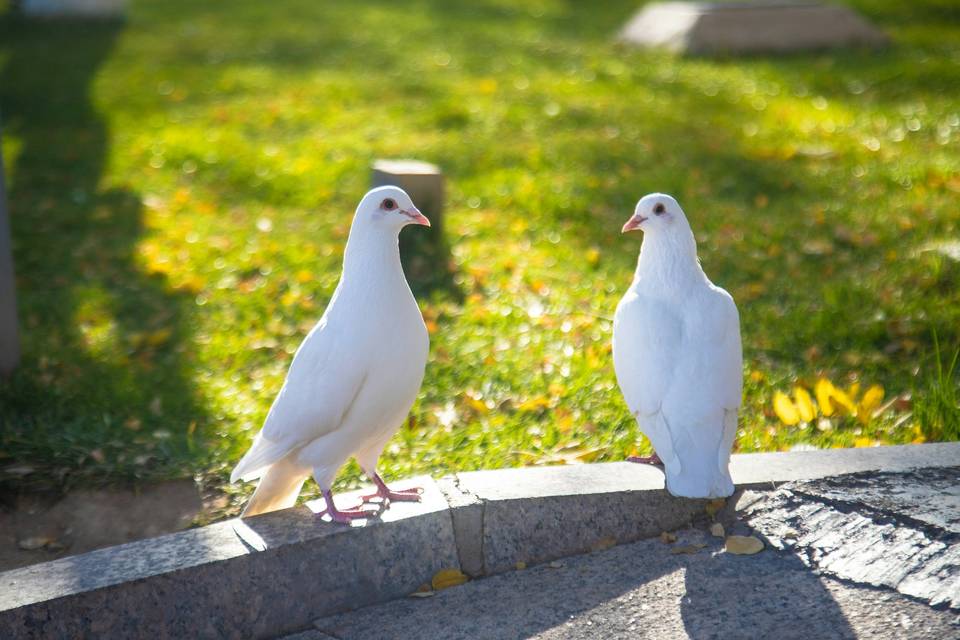 Dove Weddings