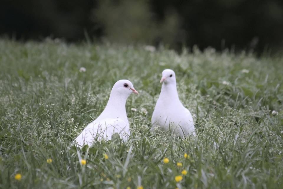 Dove Weddings