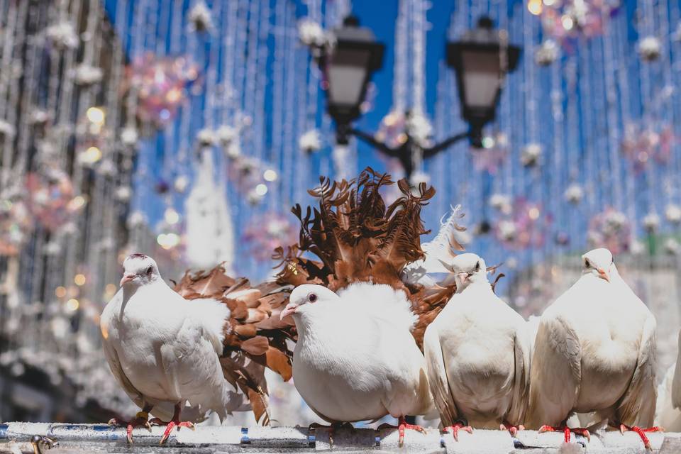 Dove Weddings
